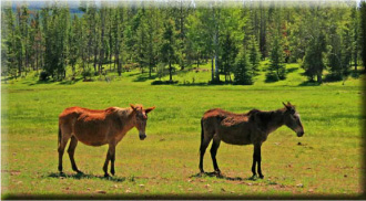 High Desert Camping