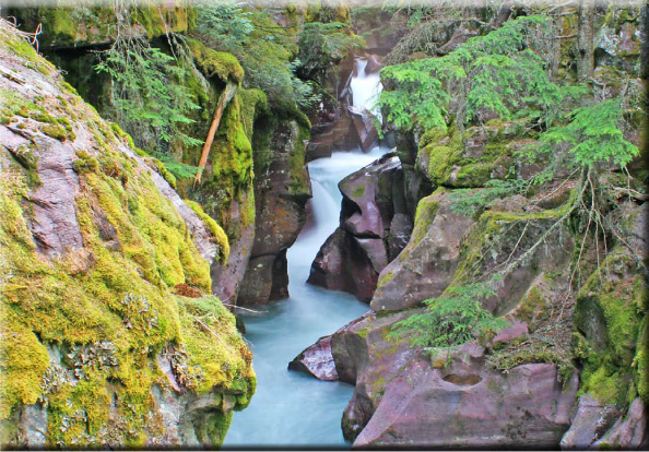 Rain Forests