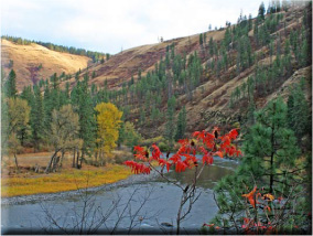 Poison Ivy, Poison Oak, and Sumac