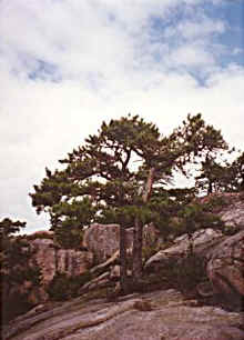 Tree on Mountain in Acadia National Park