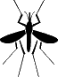 Mosquito