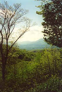 Vermont Woods