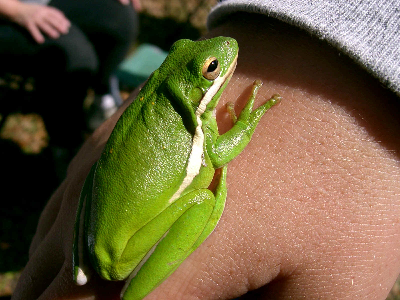 Green Frog