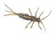 Nymph