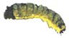 Larva