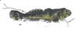 Sculpins