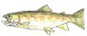 Baitfish Minnows