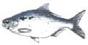 Threadfin Shad