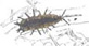 Sow Bugs: Isopoda