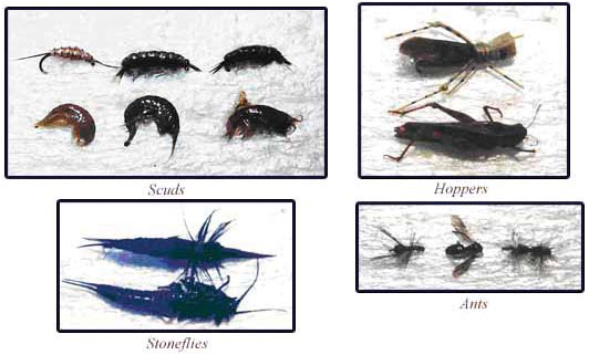 Matching The Hatch: Scuds, Hoppers, Stoneflies, Ants