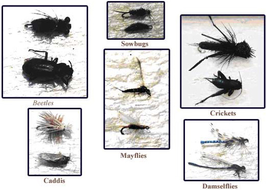 Matching The Hatch: Beetles, Sow bugs, Caddis, Mayflies, Crickets, Damselflies