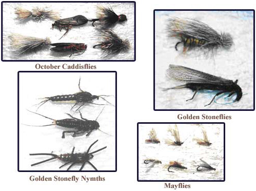 Matching The Hatch: October Caddisflies, Golden Stoneflies, Golden Stonely Nymths, Mayflies