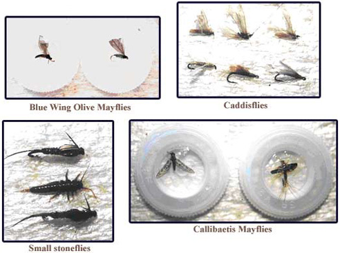 Matching The Hatch: Blue Wing Olive Mayflies, Caddisflies, Small stoneflies, Callibaetis Mayflies
