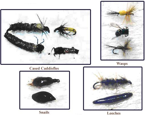 Matching The Hatch: Cased Caddisflies, Wasps, Snails, Leeches