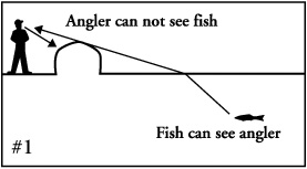 fish to see around corners
