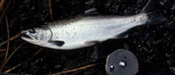 Classic 34 Upstream