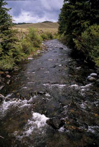 Freestone Streams