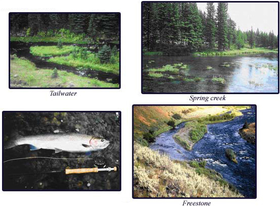 Stream Characteristics Exposure: Tailwater, Spring creek, Freestone