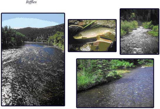 Stream Characteristics Exposure: Riffles