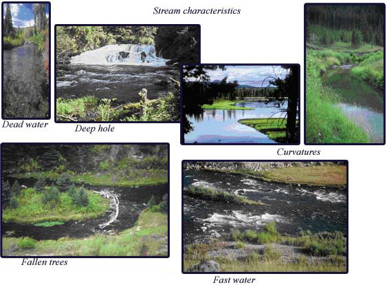 Stream Characteristics Exposure: Stream Characteristics, Dead water, Deep hole, Curvatures, Fallen trees, Fast water
