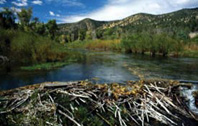 Beaver Ponds