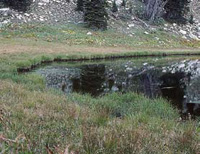 Grassy banks harbor foraging fish.