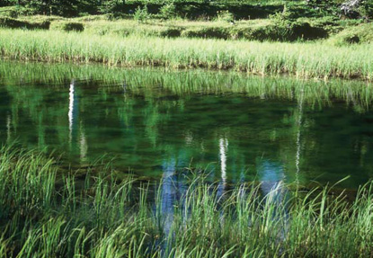 Submerged plants furnish prime habitat.