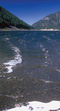 Wind drift collects insects in foam lines.