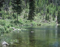 Springs furnish constant temperatures and oxygen.