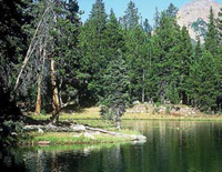 Land points concentrate foraging fish.