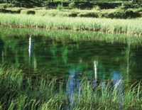 Streams entering a lake provide a change in both temperature and oxygen.