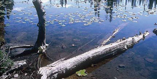 Downed trees provide structure for fish to hide.