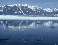 Fish cruise the ice shelf in safety.