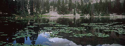 Aquatic vegetation grows insects.