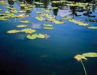 Lilypads provide cover for daytime feeding fish.
