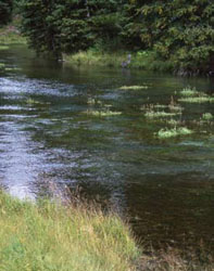 Aquatic Plants