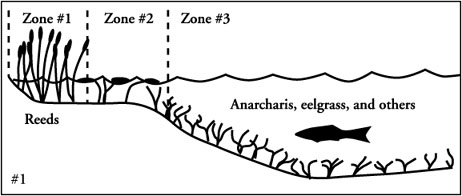 Aquatic Plants