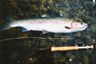 Drift Boat Fly Fishing