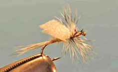 Adult Midge