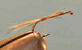 Adult Midge