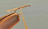 Adult Midge