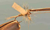 Adult Midge