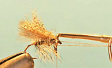 CDC Caddis