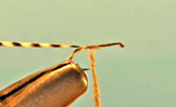 Elk Hair Caddis Grizzly