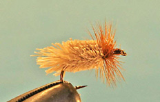 Goddard Caddis