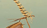 Gray Drake Spinner