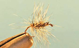 Gray Caddis