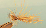 Gray Caddis