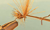 Gray Caddis