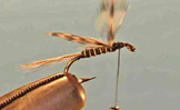 Mosquito